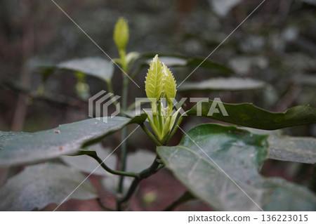 植物芽苗菜 植物芽苗菜 136223015