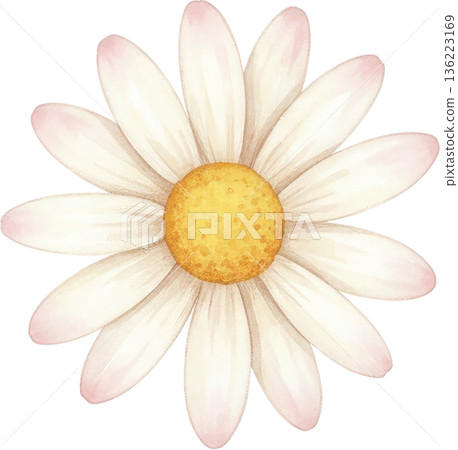 Watercolor painting of a delicate white daisy with a yellow center 136223169