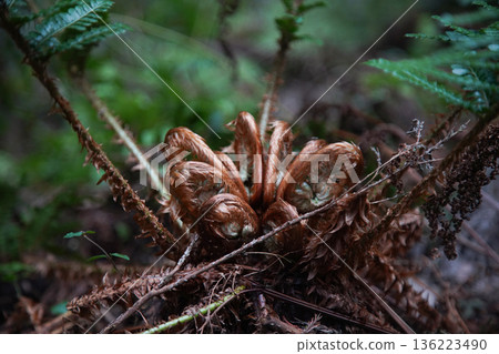 New shoots of Inode New shoots of Inode 136223490