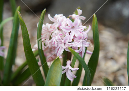 Hyacinths swaying in the wind Hyacinths swaying in the wind 136223527
