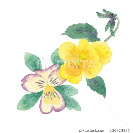 Watercolor illustration of viola flowers Watercolor illustration of viola flowers 136223555