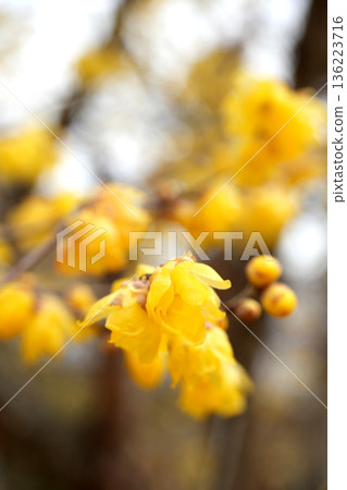 The sweetly fragrant yellow wintersweet flowers herald the arrival of spring The sweetly fragrant yellow wintersweet flowers herald the arrival of spring 136223716