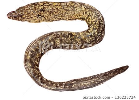 Watercolor illustration of a moray eel (Muraenidae) Watercolor illustration of a moray eel (Muraenidae) 136223724