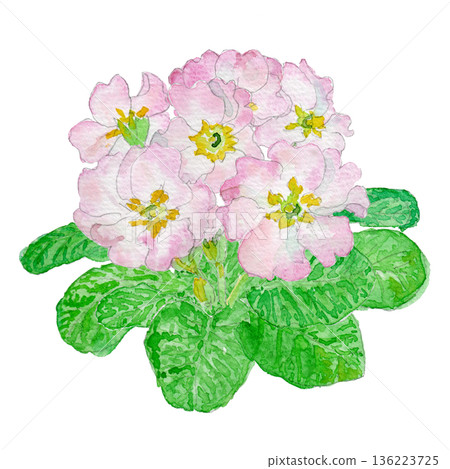 Watercolor illustration of primrose (Primula juliana) 136223725