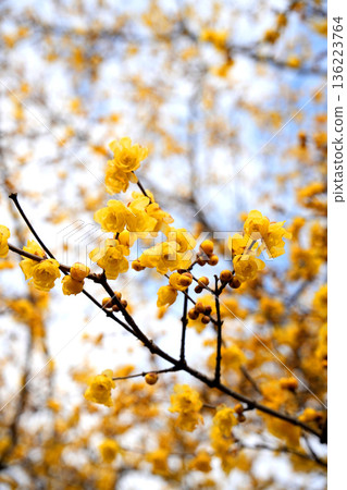 The sweetly fragrant yellow wintersweet flowers herald the arrival of spring 136223764