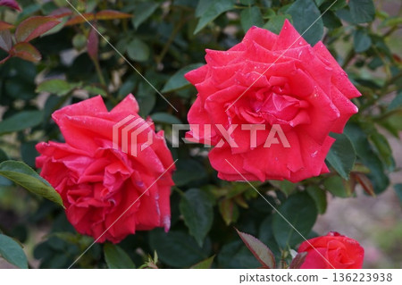位於長野縣榊町的榊千曲川玫瑰公園，是一座坐落在千曲川岸邊，群山環繞的美麗玫瑰公園。 136223938