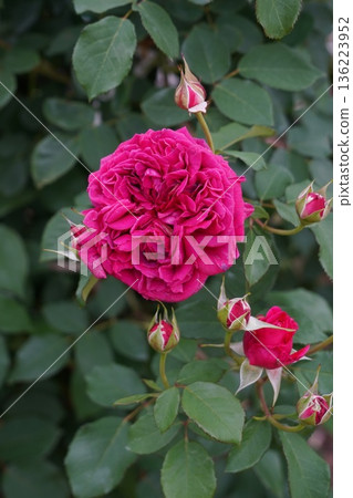 位於長野縣榊町的榊千曲川玫瑰公園,是一座坐落在千曲川岸邊,群山環繞的美麗玫瑰公園。 位於長野縣榊町的榊千曲川玫瑰公園,是一座坐落在千曲川岸邊,群山環繞的美麗玫瑰公園。 136223952
