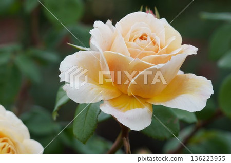 Sakaki Chikuma River Rose Park in Sakaki Town, Nagano Prefecture, is a beautiful rose park located on the banks of the Chikuma River, surrounded by mountains. 136223955