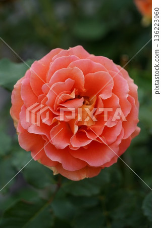 Sakaki Chikuma River Rose Park in Sakaki Town, Nagano Prefecture, is a beautiful rose park located on the banks of the Chikuma River, surrounded by mountains. 136223960