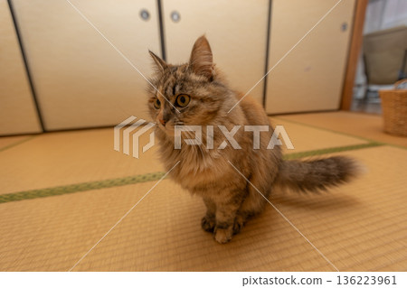 Tatami room and cat Japanese Sabineko cat in a Japanese-style room Tatami room and cat Japanese Sabineko cat in a Japanese-style room 136223961