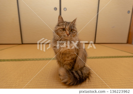 Tatami room and cat Japanese Sabineko cat in a Japanese-style room Tatami room and cat Japanese Sabineko cat in a Japanese-style room 136223962