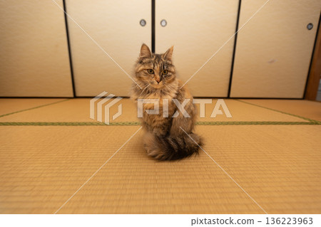 榻榻米房間與貓，一隻日本獴貓，在日式房間裡 136223963