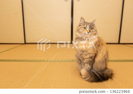 榻榻米房間與貓，一隻日本獴貓，在日式房間裡 136223968