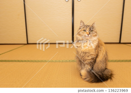 Tatami room and cat Japanese Sabineko cat in a Japanese-style room Tatami room and cat Japanese Sabineko cat in a Japanese-style room 136223969