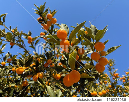 在藍天映襯下格外醒目的金橘 136223986