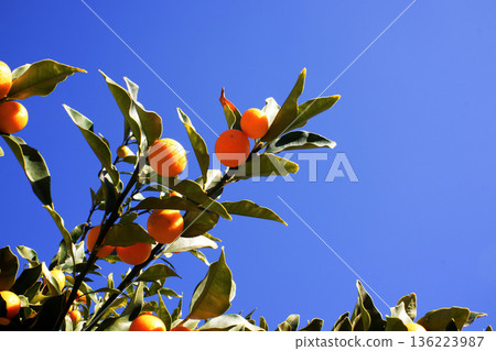 金橘在藍天下閃閃發光 136223987