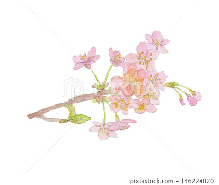 河津櫻花水彩插畫 136224020