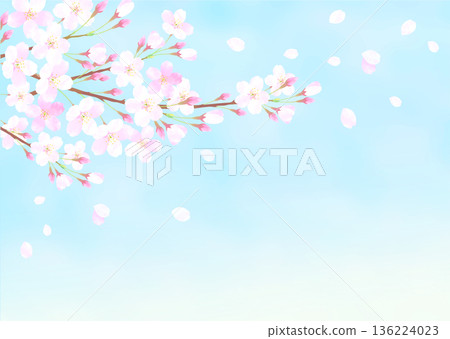 盛開的櫻花和藍天的背景插圖 136224023