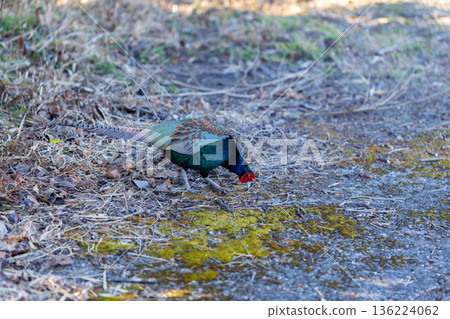 A male pheasant, Japan's national bird. A colorful pheasant on the roadside. 136224062