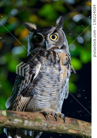月光下的森林中貓頭鷹的肖像 136224084