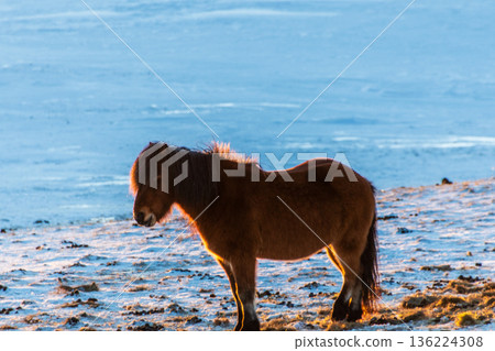 Icelandic ponies in the Snow 136224308