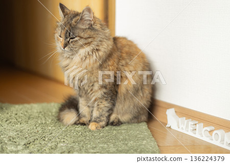 A sleepy cat sitting at the entrance. A welcome ornament and entrance mat. A sleepy cat sitting at the entrance. A welcome ornament and entrance mat. 136224379