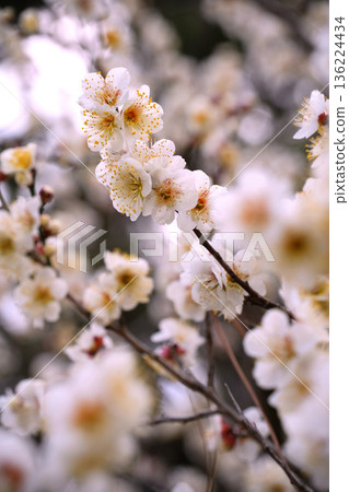 盛開的梅花宣告著春天的到來 盛開的梅花宣告著春天的到來 136224434