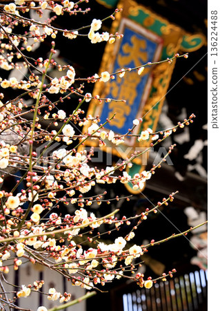 神社塔門前盛開著潔白的梅花。 136224488