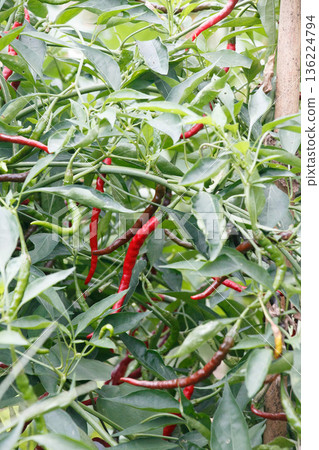 Red chili peppers growing in the field - Image of a home garden 136224794