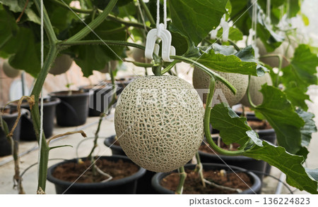 Green Melon plant growing in organic garden 136224823