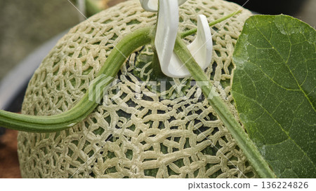 Close up Melon plant growing in organic garden 136224826