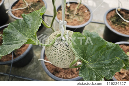 Melon plant growing in organic garden Melon plant growing in organic garden 136224827
