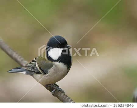 A great tit I saw in the park A great tit I saw in the park 136224846