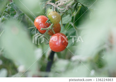 Tomatoes and flowers - Street-grown stock images Tomatoes and flowers - Street-grown stock images 136224863