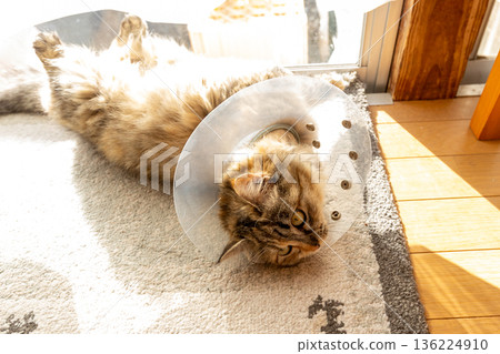 A kitten wearing an Elizabethan collar A rusty cat having difficulty walking on a bright veranda 136224910