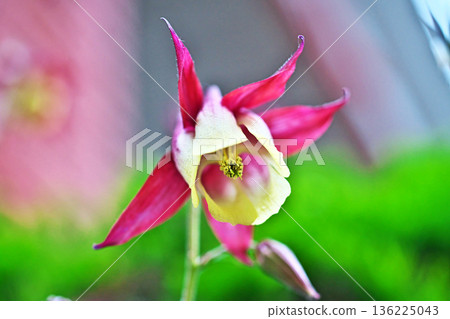 Mountain columbine flowers (spring, May) Mountain columbine flowers (spring, May) 136225043