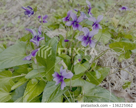 Ryukyuuco violet Ryukyuuco violet 136225062