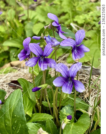 Ryukyuuco violet 136225063