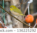 White-eye 136225292