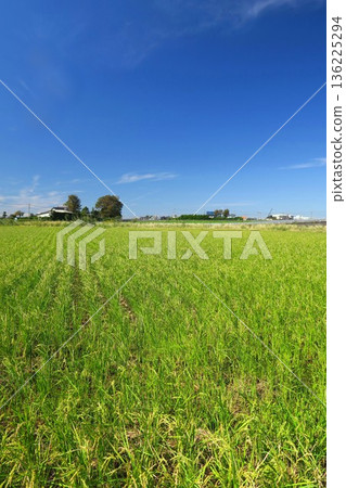 Autumn morning rice field scenery Autumn morning rice field scenery 136225294