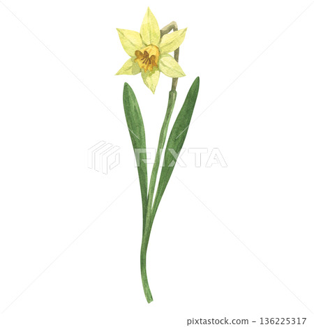 Yellow daffodil flower, hand painted in watercolor 136225317