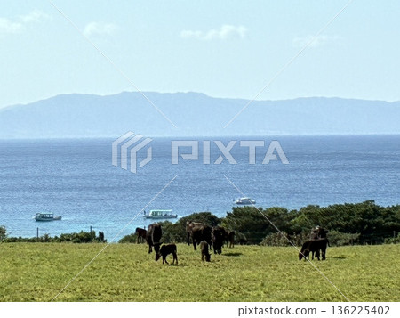 Cows at Osaki Farm on Ishigaki Island 136225402