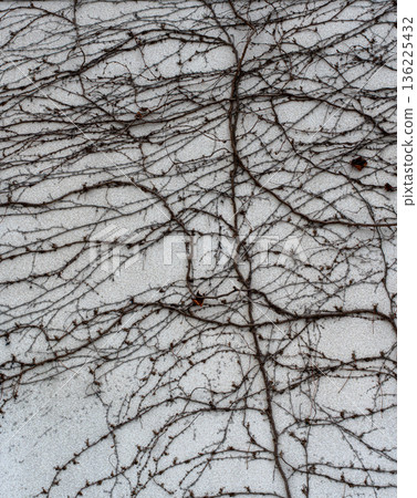 Leafless winter ivy on a white wall 136225432