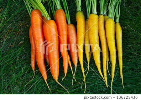 Yellow and orange carrots with leaves are on the green garden lawn. Yellow and orange carrots with leaves are on the green garden lawn. 136225436
