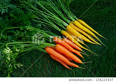 Yellow and orange carrots with leaves are on the green garden lawn. Yellow and orange carrots with leaves are on the green garden lawn. 136225437
