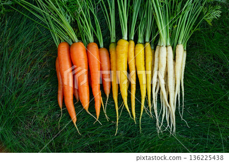 Yellow, orange and white carrots on the green garden lawn. 136225438