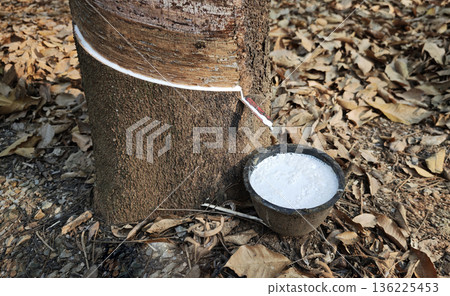 Rubber latex white in bowl extracted from rubber tree plantation agriculture of asian for natural latex Rubber latex white in bowl extracted from rubber tree plantation agriculture of asian for natural latex 136225453
