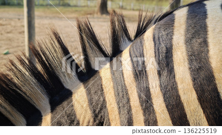 Zebra's mane; the zebra is grazing. Zebra's mane; the zebra is grazing. 136225519