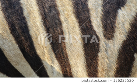 Close-up shot of zebra skin.black and white Close-up shot of zebra skin.black and white 136225520