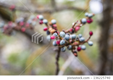 Close perspective capturing lively berries and natural backdrop, Intimate view of bright fruits on branch with dew in serene setting Close perspective capturing lively berries and natural backdrop, Intimate view of bright fruits on branch with dew in serene setting 136225740